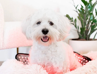 Screenshot 2025-10-29 at 12.32.03 PM.png