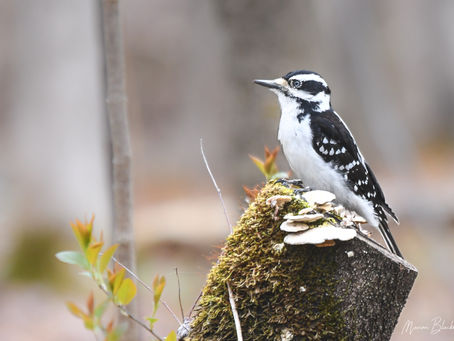 Le Noël des ornithologues