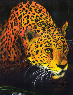 Stalking Leopard