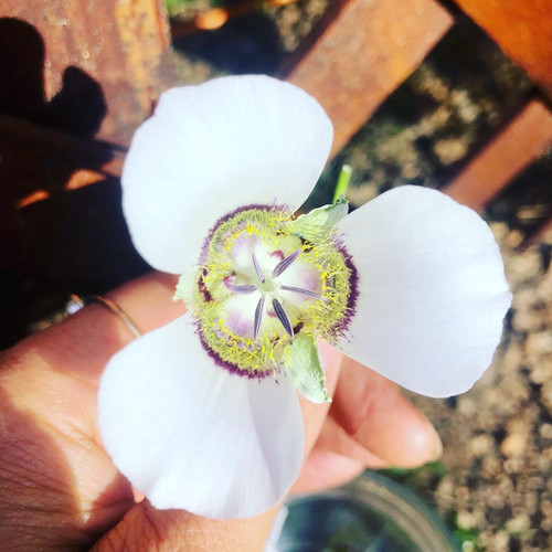 Mariposa Lily Flower Essence website