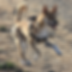 Harness Leash Prototype