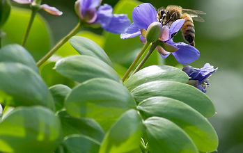 dreamstime_l_125169193-guaiacwood-cropped-040319.jpg