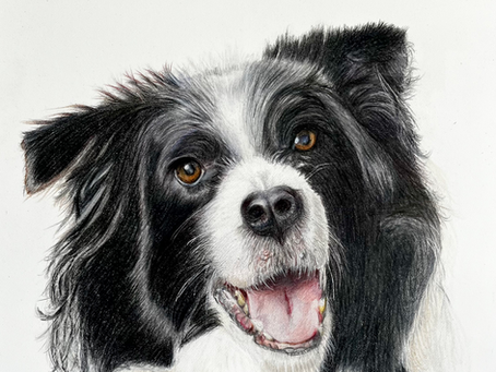 Sam the cute Collie