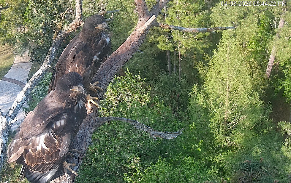 Es hanging out together