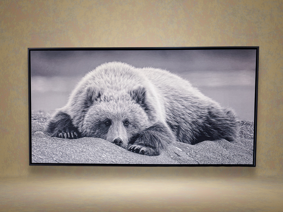 Resting Grizzly Bear Canvas