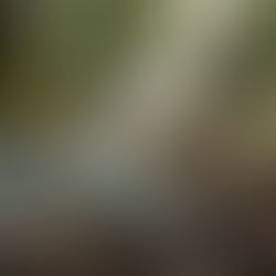 Blue mold on fallen leaves in a forest. A person walks on a sunlit path in the background, with lush greenery and earthy tones.