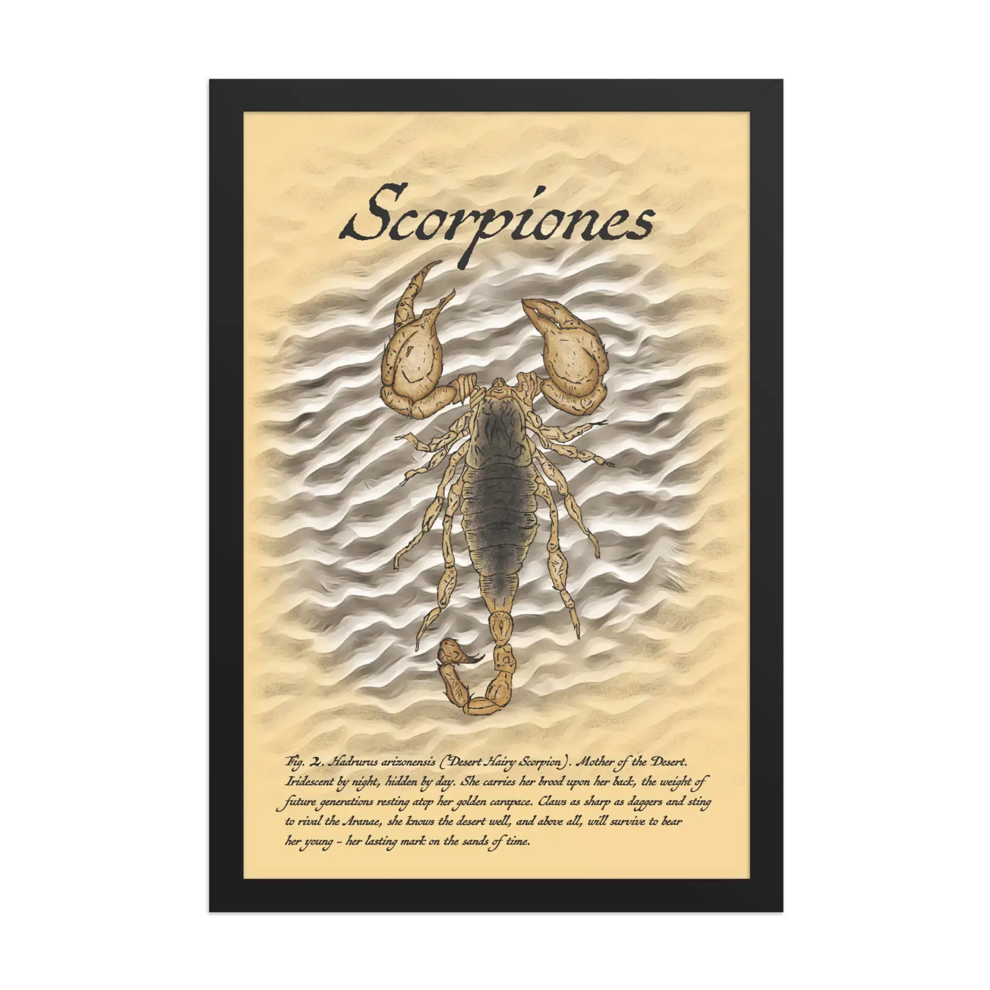 Scorpiones (Desert Hairy Scorpion) - 12" x 18" Framed Print
