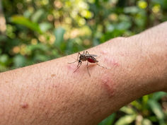 Mosquito biting a person’s hairy forearm with red welts, against a blurred green forest background, highlighting irritation