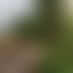 Forest scene with a logging machine and stacked logs on a dirt road. To the right, a lush green forest with an owl perched on a tree.