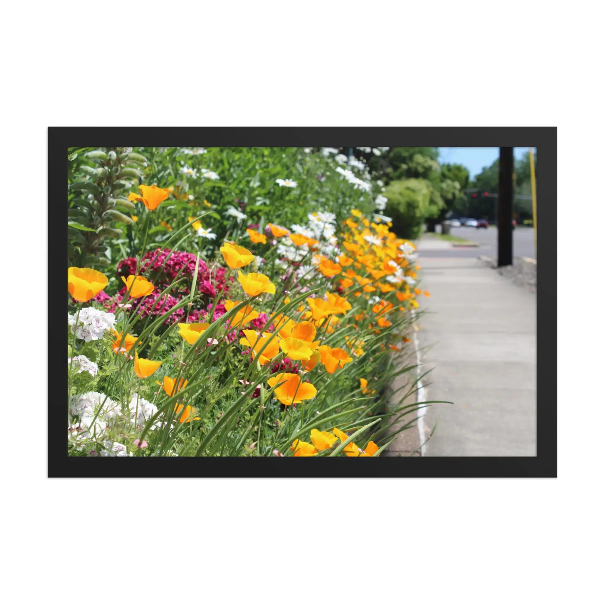 Sidewalk Poppies - 12" x 18" Framed Photo Paper