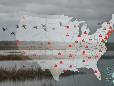 Map of the U.S. overlaid with red warning icons, migrating birds, and a virus graphic, set against a gloomy wetland background.
