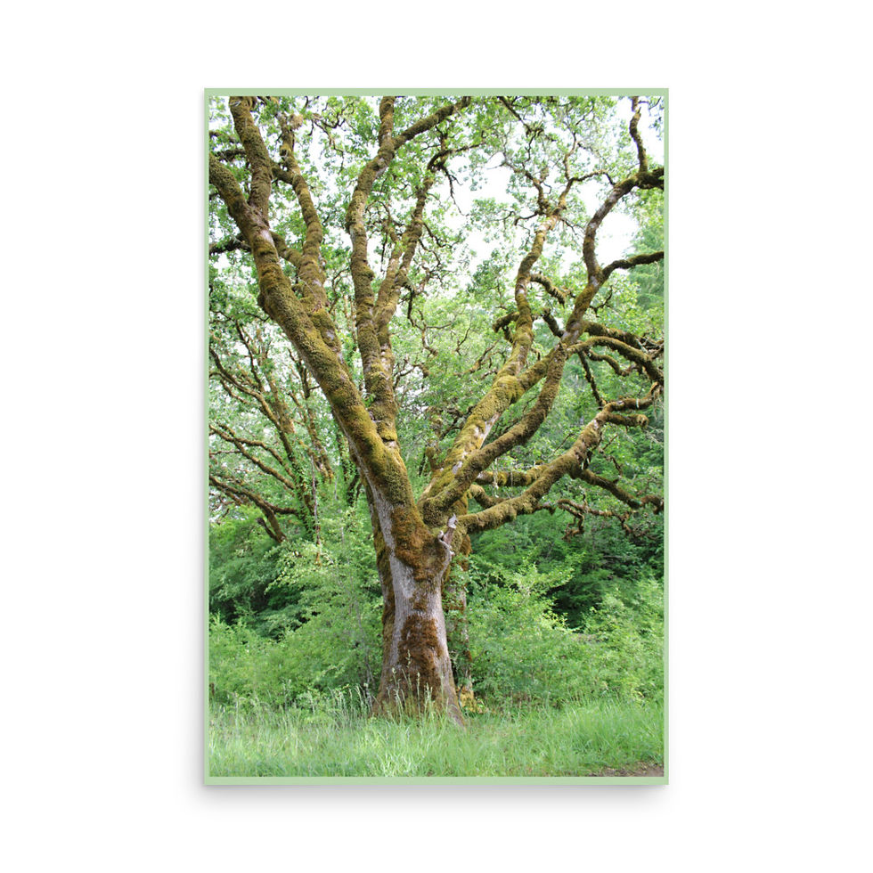 Thumbnail: Bald Hill - Tree 1 - Gloss Photo Print