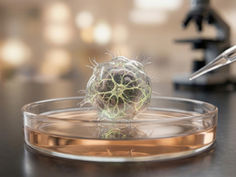 Petri dish with a spherical, translucent organism with vein-like structures. A pipette is nearby. Blurred microscope in the background.