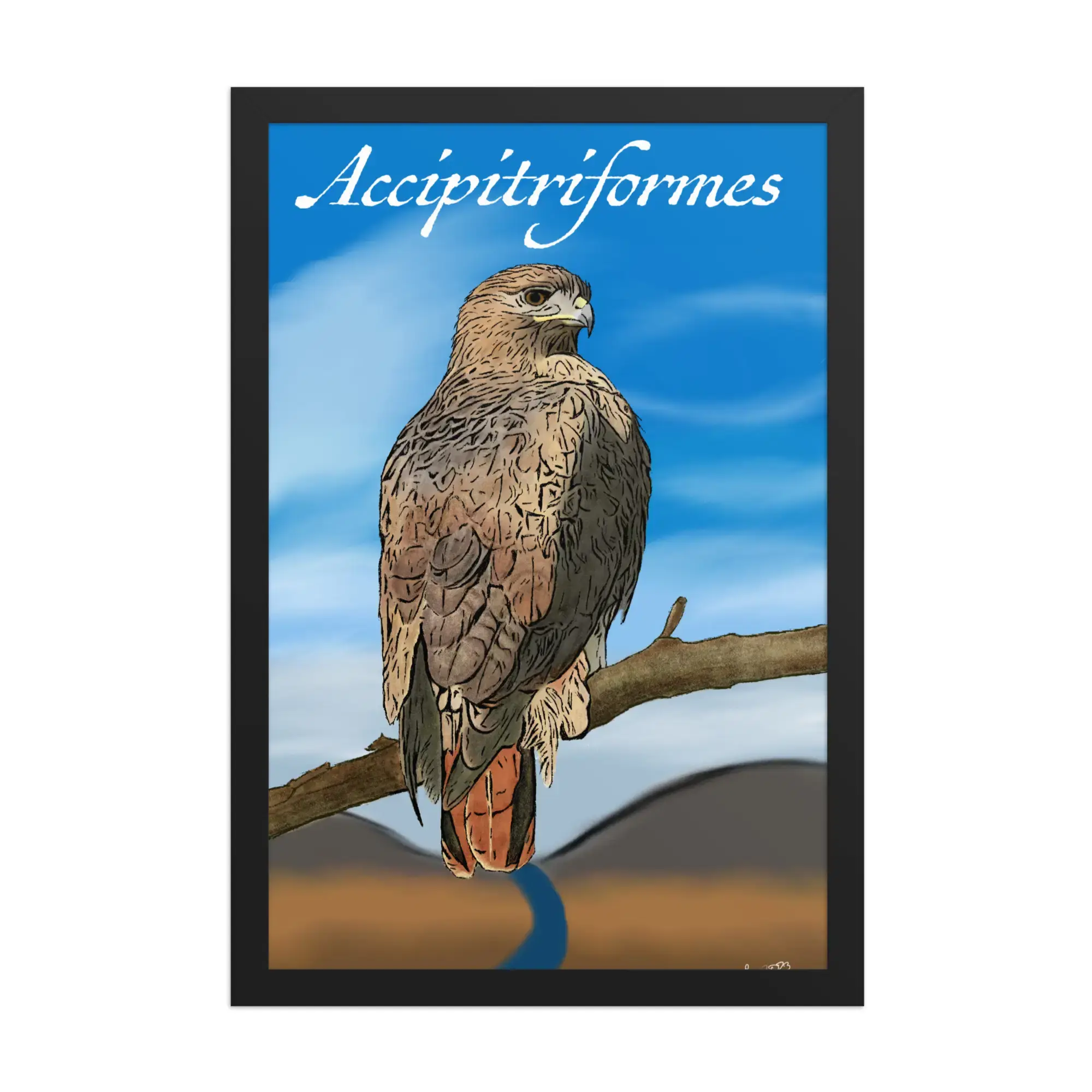 Accipitriformes (Red Tailed Hawk) 12" x 18" Framed Print
