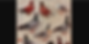 Vintage illustration of colorful pigeons and doves on a beige background, with small numbered labels beneath each bird.