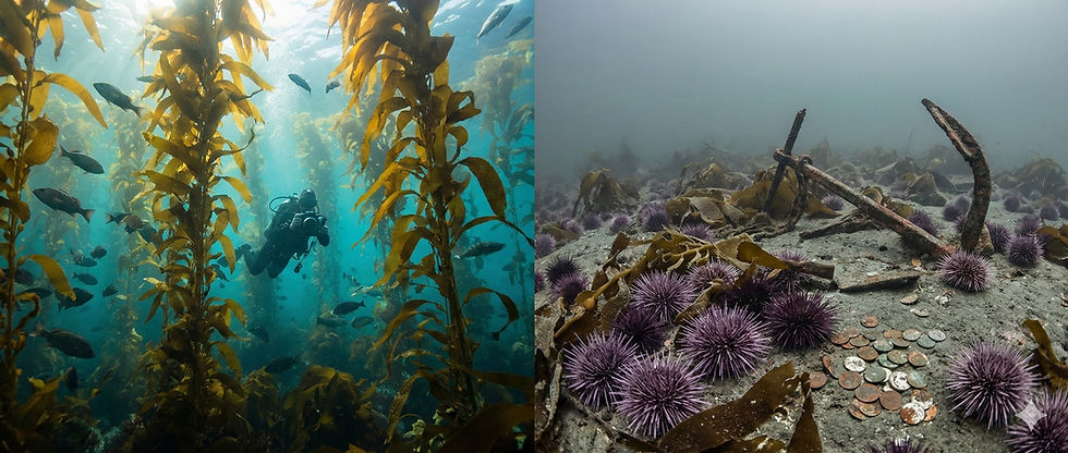 Diver navigates through a sunlit kelp forest with fish. Rusty anchor and sea urchins on sandy seabed, scattered coins nearby.