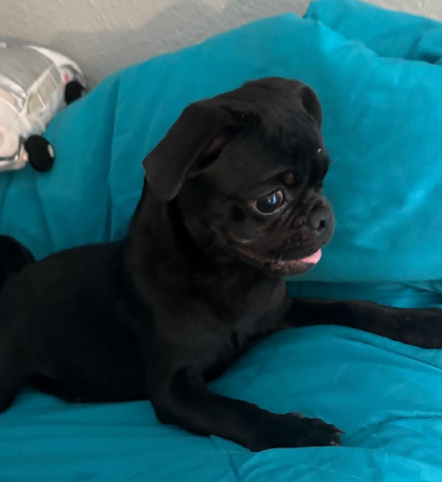 Paws Pound Animals worth saving | Tempe AZ dog rescue shelter