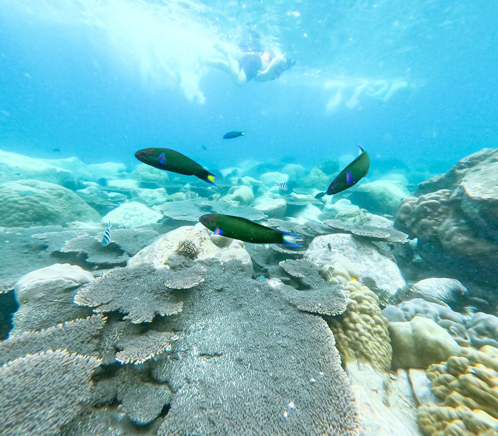 ภาพขนาดย่อ: Snorkelling 3 Islands Speed boat half day ( Koh Wai Zone)