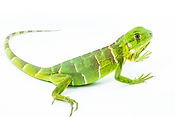 Lizard isolated on white background.jpg