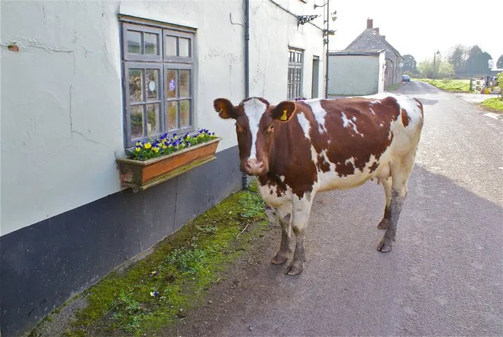 The Sheppey Inn
