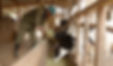 Symbiotics Regmifa Kenya V5.00_02_05_21.Still004 -rz.jpeg
