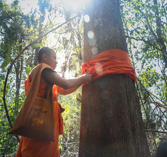 Buddhist monk ordains a tree, by Sina, WWF-Cambodia