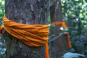 Buddhists 'ordain' trees to protect them