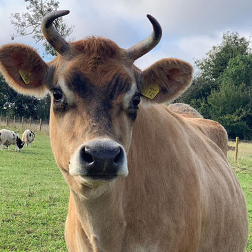 Photo of a cow