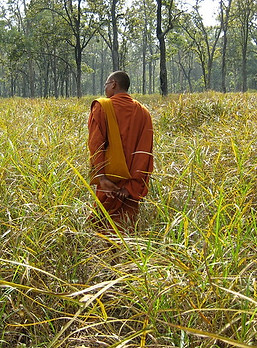 Monks Community Forest
