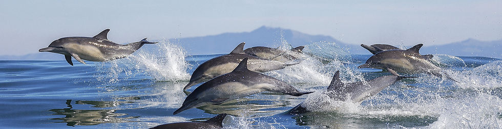 shutterstock_dolphins-rz long2.jpeg