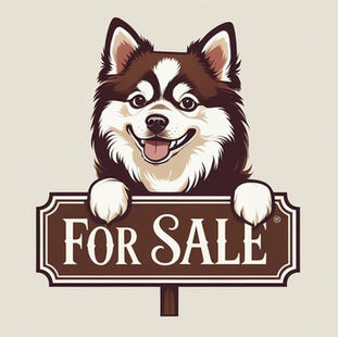 Découvrez nos adorables Pomsky à vendre !