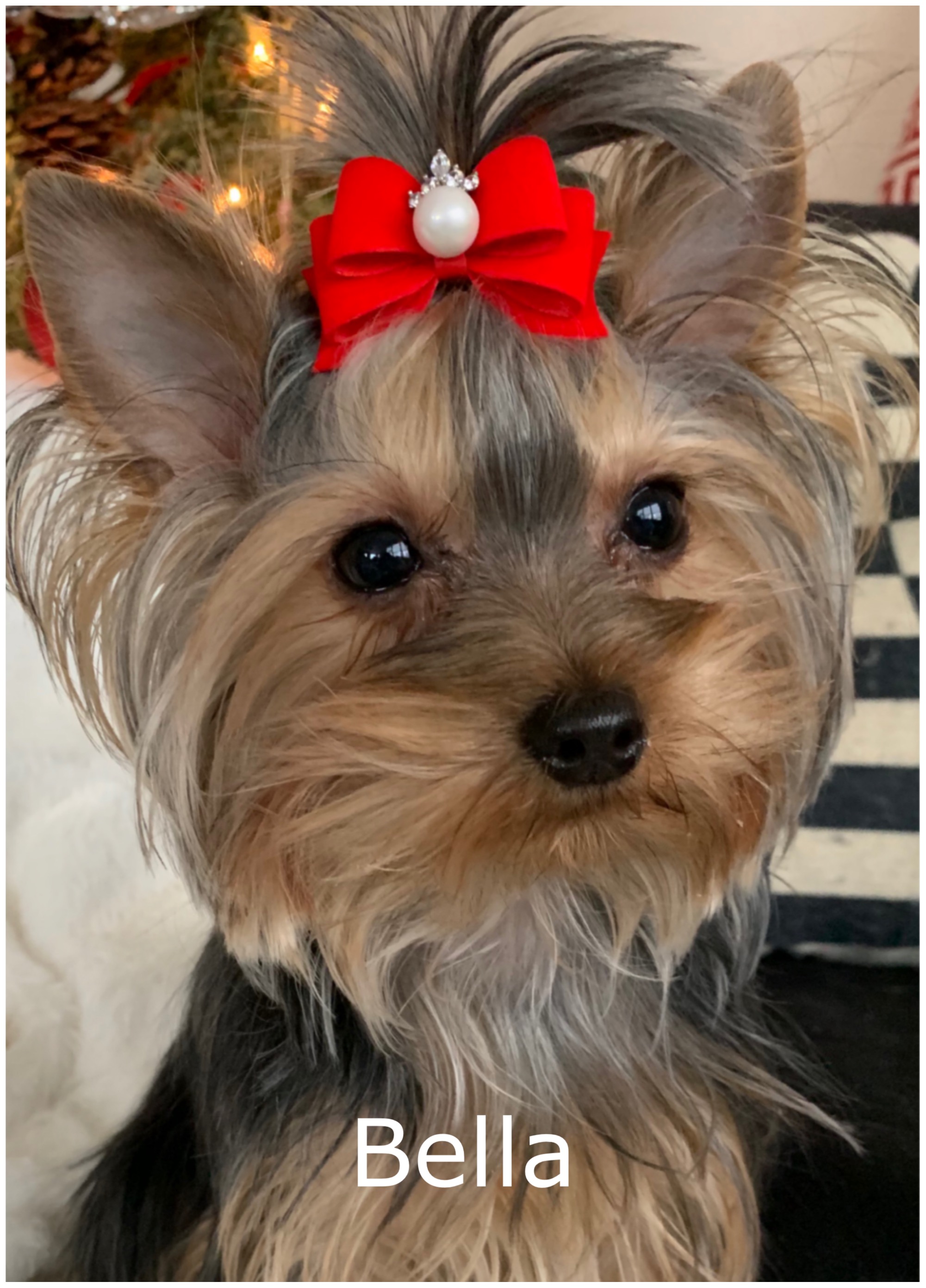 Mighty Yorkies of Maryland, Teacup for sale, Yorkies for sale near me