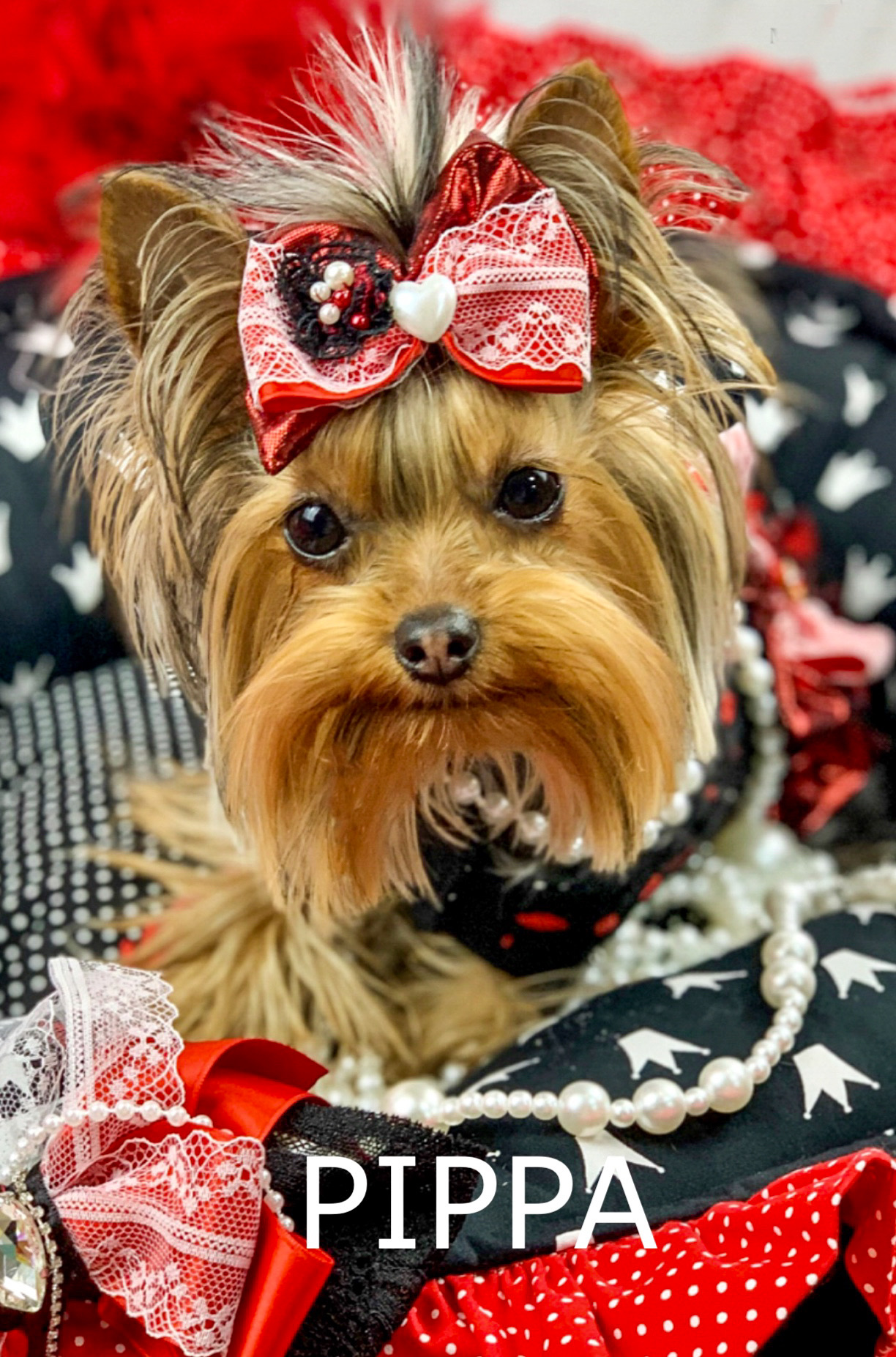 Mighty Yorkies of Maryland, Teacup for sale, Yorkies for sale near me