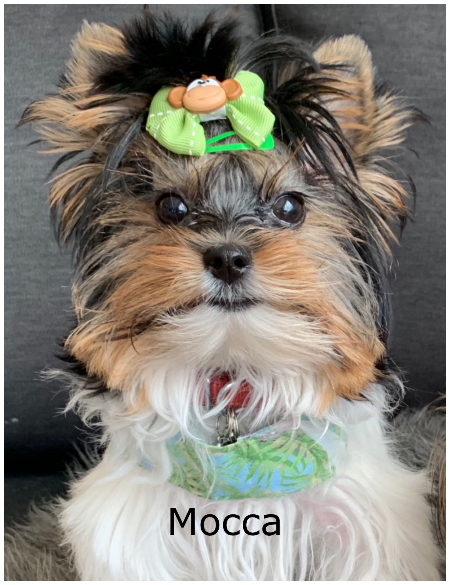 Mighty Yorkies of Maryland, Teacup for sale, Yorkies for sale near me