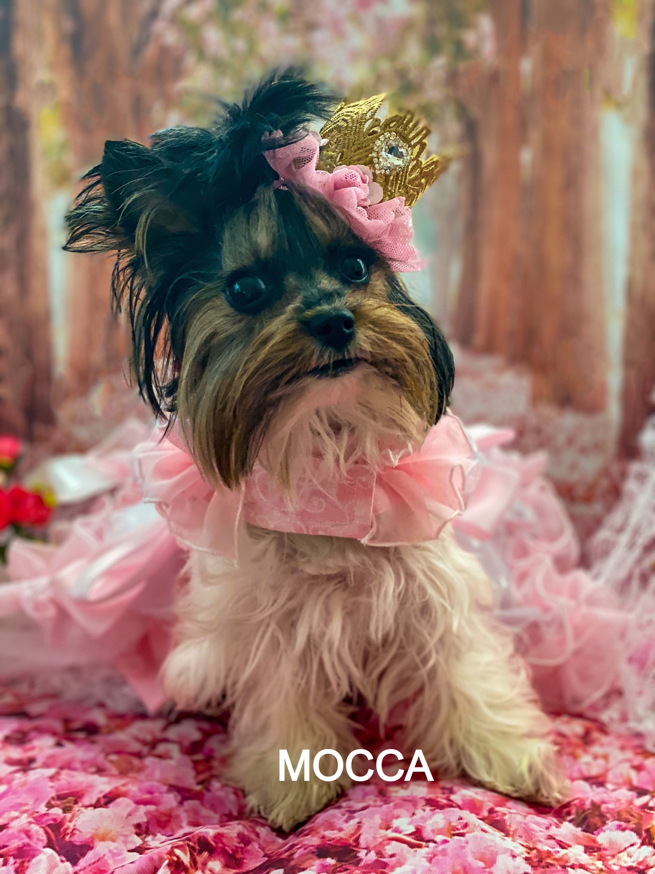 YORKIES IN MD, Maryland (443) 6556869 puppies, breeder