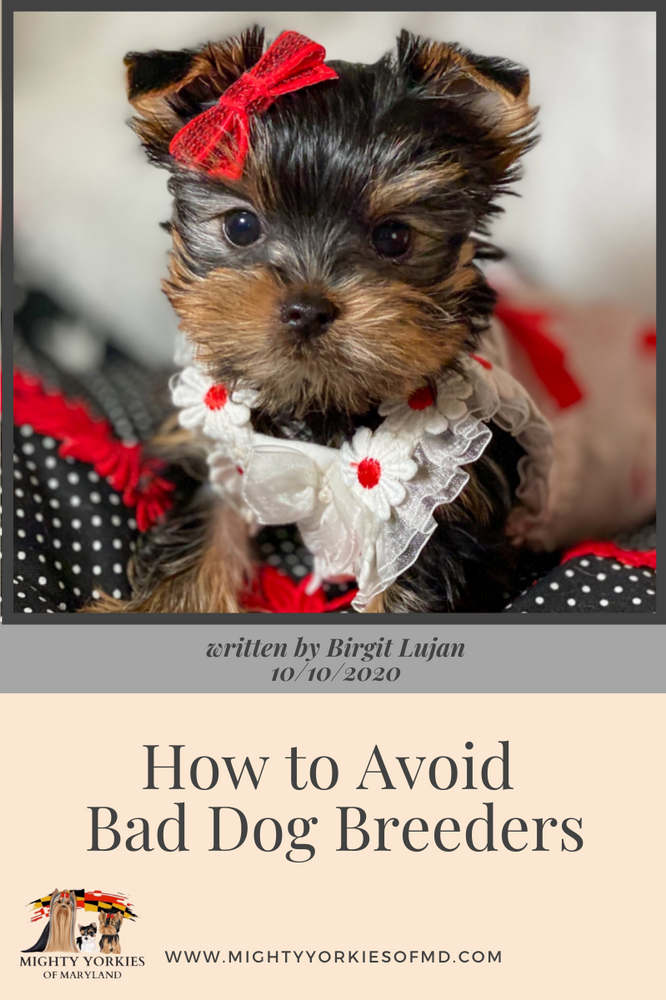 How to Avoid Bad Breeders!!
