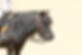 Ponyreiten