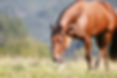 Quaterhorse