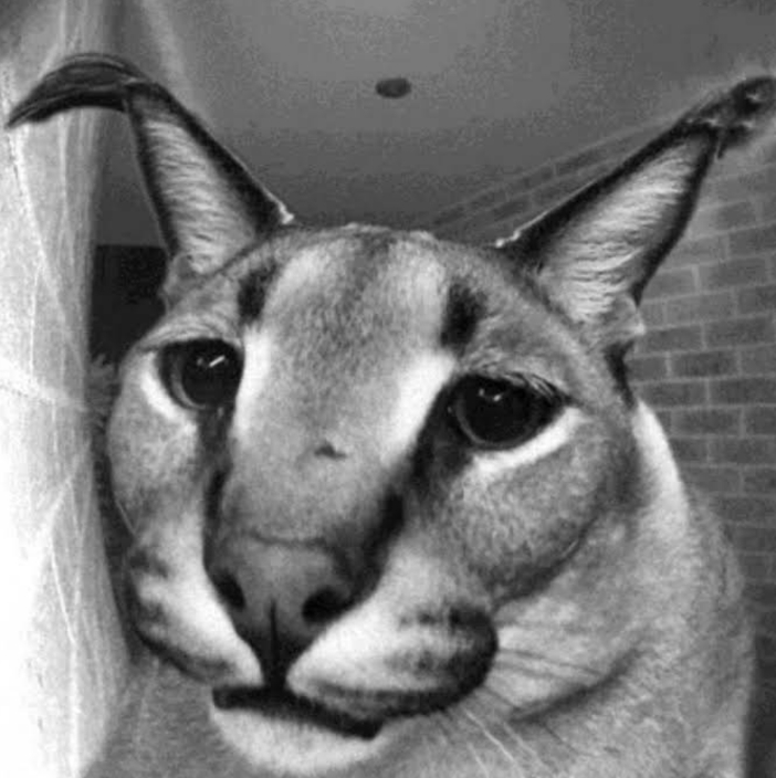 Floppa At Da Door Sad.png