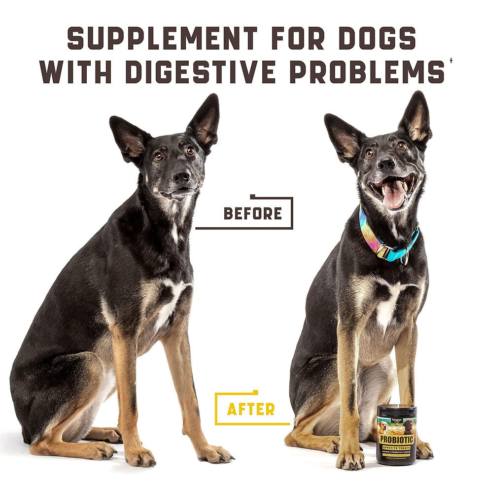 Thumbnail: Probiotics for Dogs Support Gut Health Itchy Skin Allergies Yeast Balance Immuni