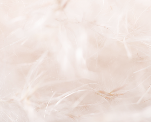 feather.png
