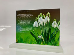 snowdrops