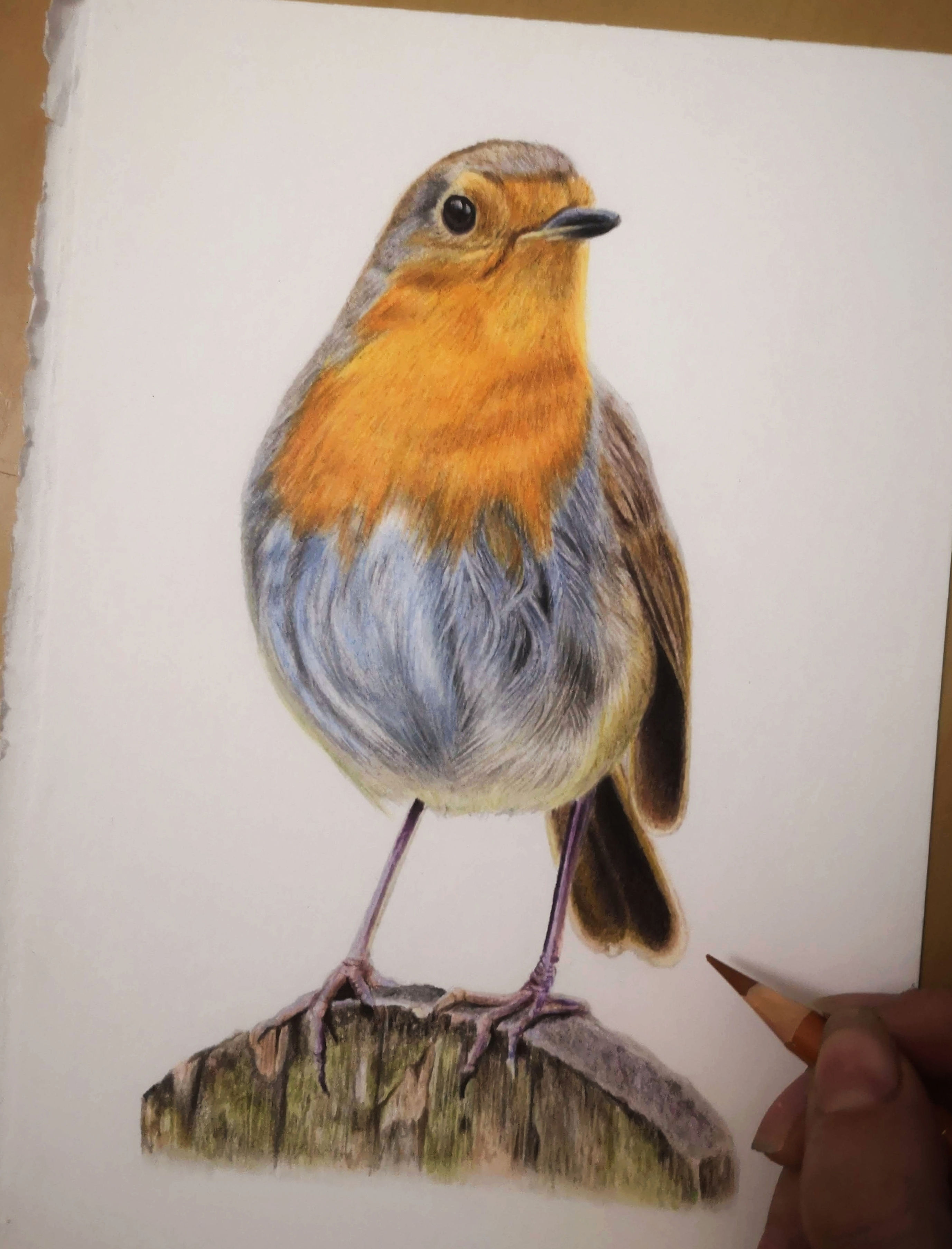 How to Draw a Robin / Full Tutorial