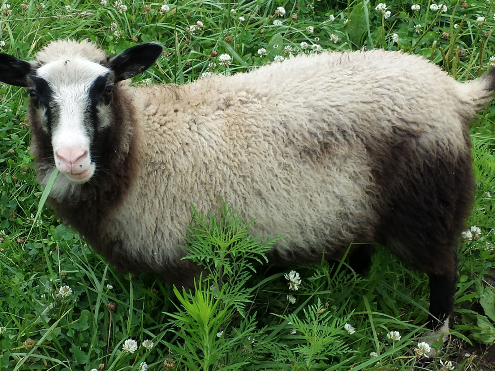 Spinning Sheep Fiber Farm