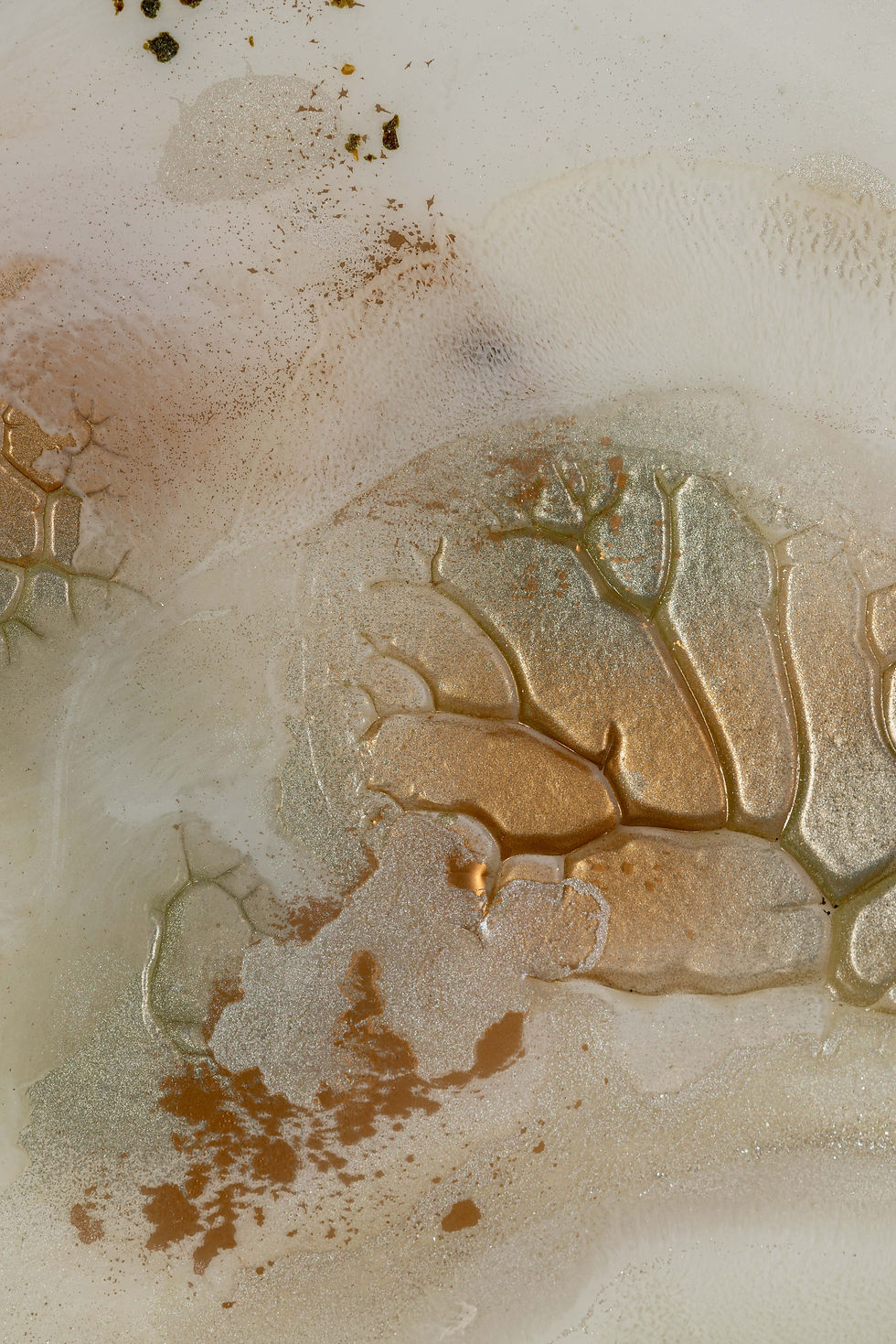 Thumbnail: SEASHELLS no. 4/6