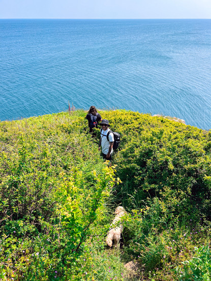 two friends and a dog walking down to the ocean through a lush green hill with bushes in cornwall