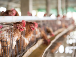 Rio Grande do Sul registra foco de gripe aviária em aves silvestres