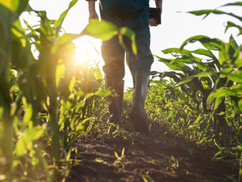 Produtor rural cliente Bradesco tem condições especiais na proteção completa do campo!