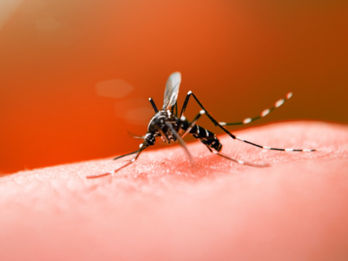Não-Me-Toque: Fique atento à proliferação do mosquito Aedes Aegypti