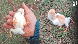 "Pinto com tração nas quatro rodas eu nunca tinha visto": pintinho nasce com quatro patas e surpreende produtor em São Borja